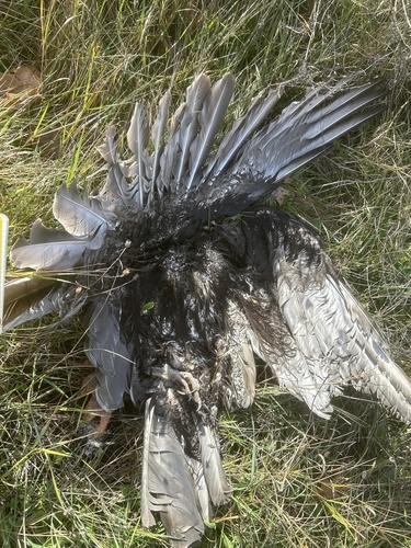 Turkey Vulture photographed in Michigan