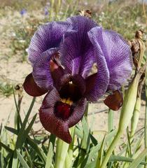 Iris petrana