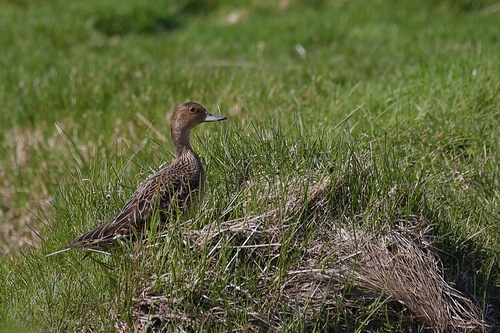 Eaton's Pintail (Anas eatoni), photo 1
