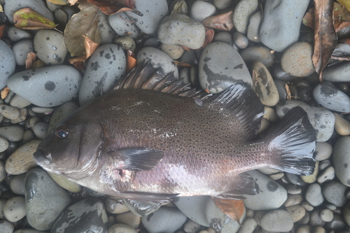 Bigscale sweetlips (Plectorhinchus macrolepis) — Haemulidae — 3