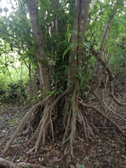 Bravaisia integerrima