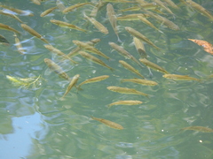 Squalius vardarensis