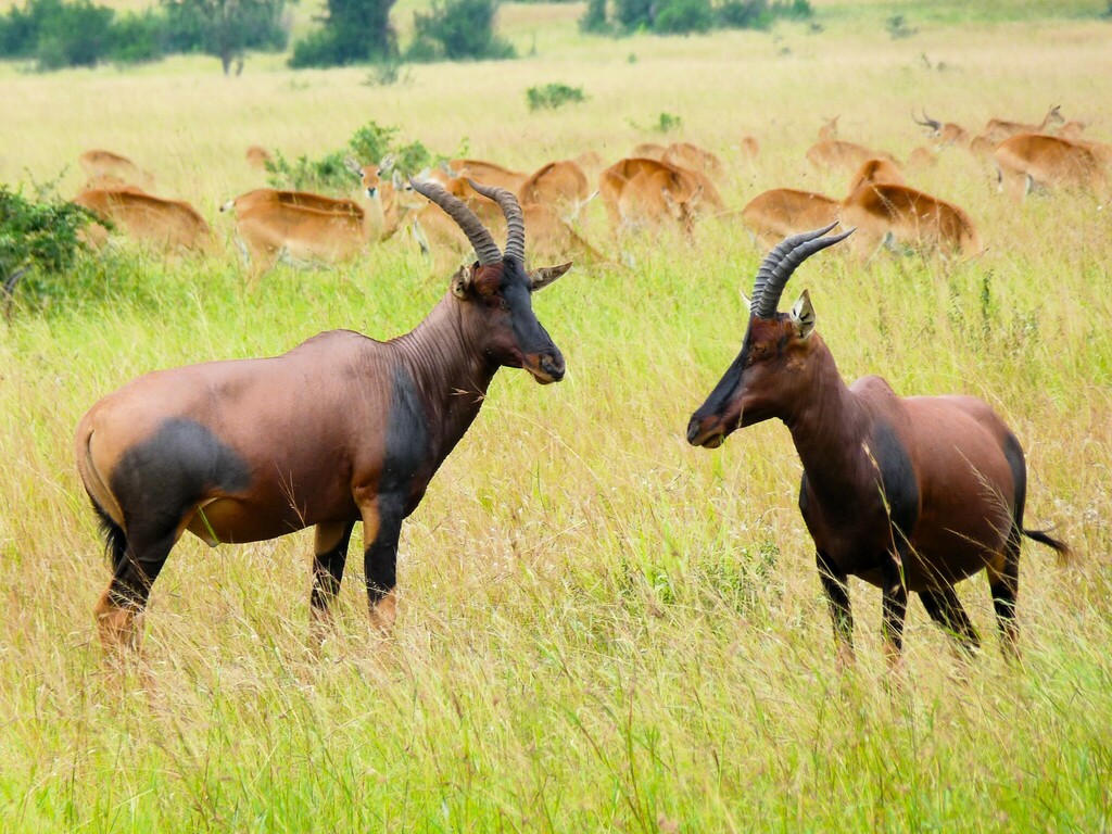 Damaliscus lunatus jimela, Queen Elizabeth National Park, Uganda, by mkt47