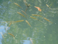 Squalius vardarensis