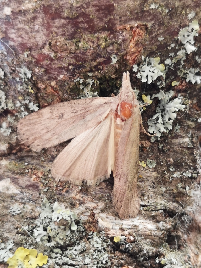 Lamoria anella
