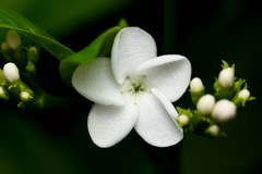 Rauvolfia verticillata