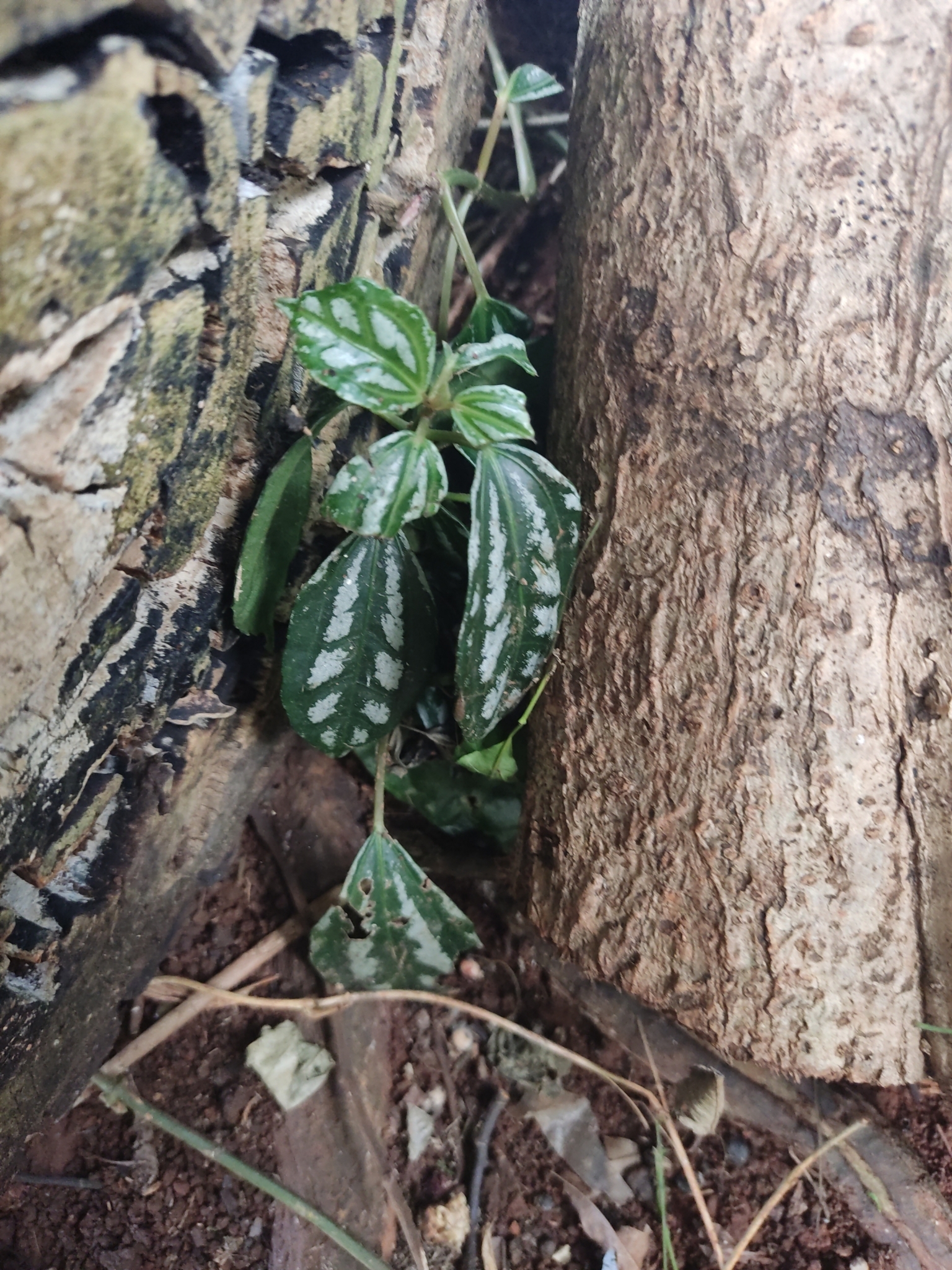 Pilea cadierei