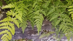 Cystopteris tennesseensis