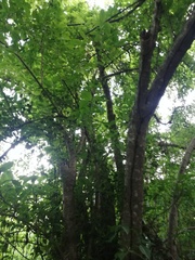 Bravaisia integerrima