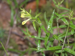 Melampyrum pratense commutatum