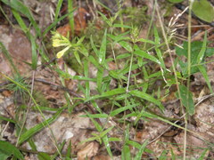 Melampyrum pratense commutatum