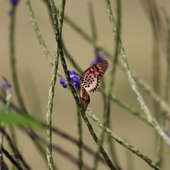 Acraea cepheus
