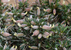 Astragalus spinosus