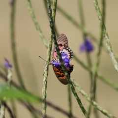 Acraea cepheus