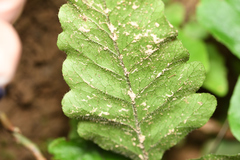 Tectaria fuscipes
