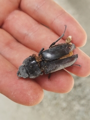 Lucanus