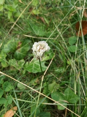 Trifolium repens