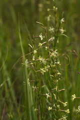 Silene tatarica