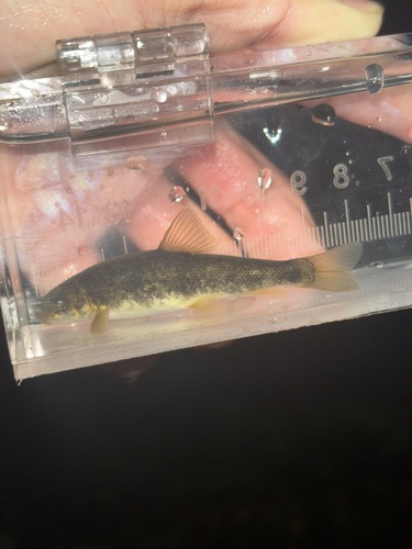 Santa Ana Sucker (Catostomus santaanae) — Catostomidae — 5