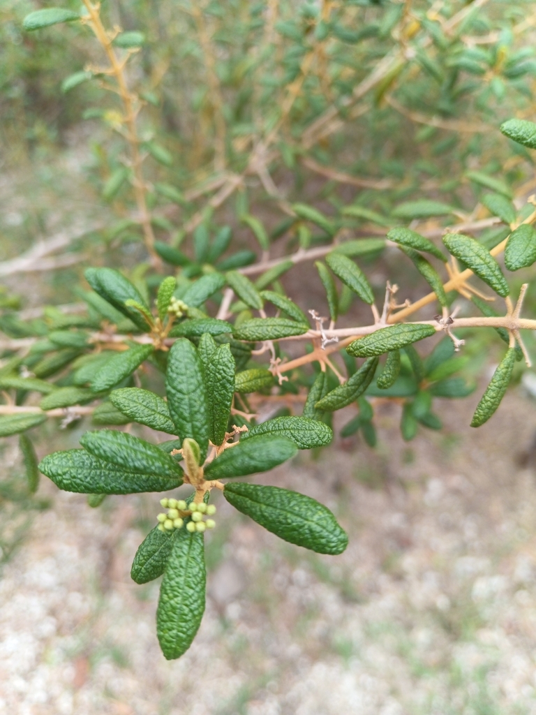 Callicarpa hitchcockii