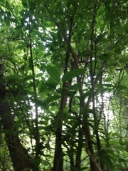 Bravaisia integerrima