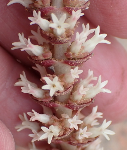 Image of Crassula alpestris by (c) Nicola van Berkel, some rights reserved (CC BY-SA)