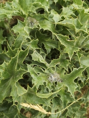 Carlina acanthifolia