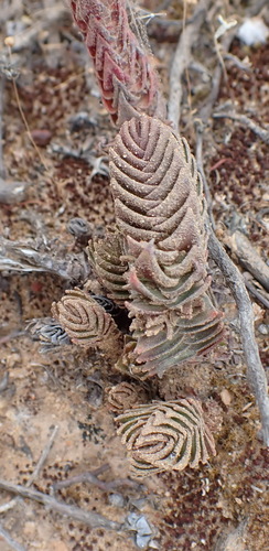 Image of Crassula alpestris by (c) Nicola van Berkel, some rights reserved (CC BY-SA)