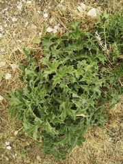 Carlina acanthifolia