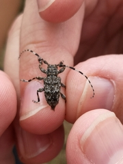 Aegomorphus clavipes