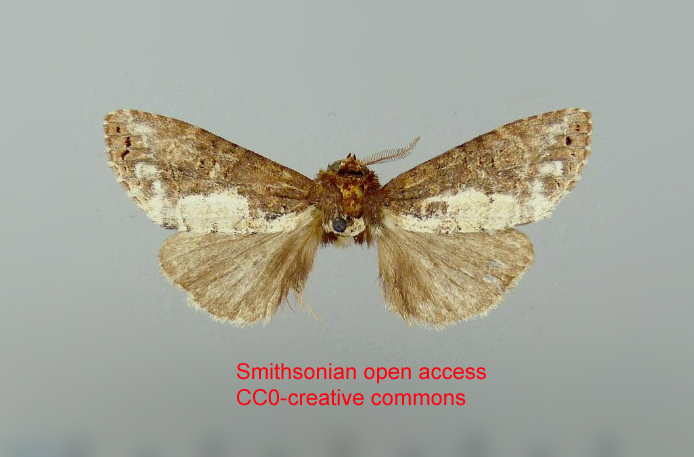 Malocampa ednana