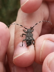 Aegomorphus clavipes