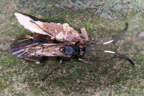 Gareila nivata