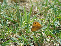 Coenonympha pamphilus