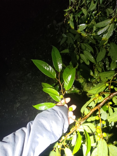 Image of Ficus sarmentosa by (c) 林正文, some rights reserved (CC BY)