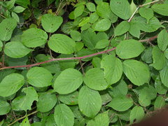 Rubus tereticaulis