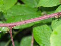 Rubus tereticaulis