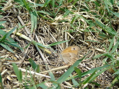 Coenonympha pamphilus