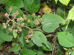 Rubus tereticaulis