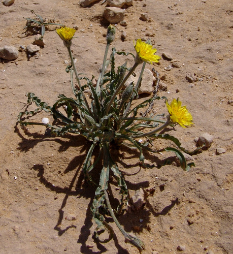 Pseudolana