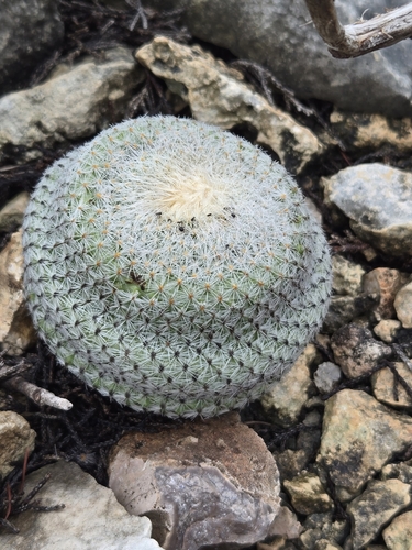 Epithelantha micromeris