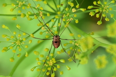 Leiobunum nigropalpi