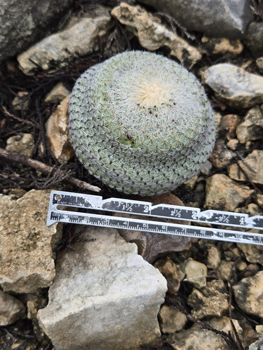 Epithelantha micromeris