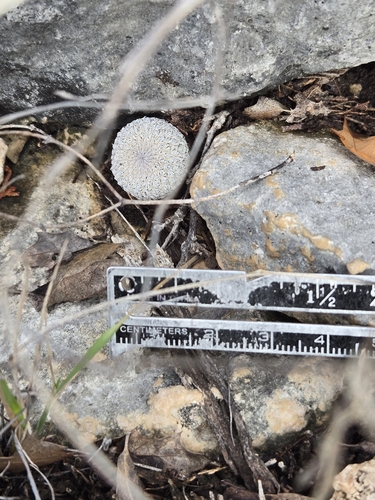 Image of Epithelantha micromeris by (c) Jo Roberts, some rights reserved (CC BY)
