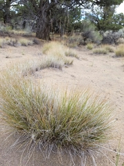 Festuca idahoensis