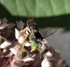 Bembix americana spinolae