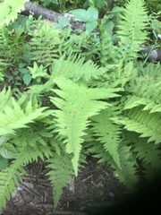 Dennstaedtia punctilobula
