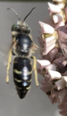 Bembix americana spinolae