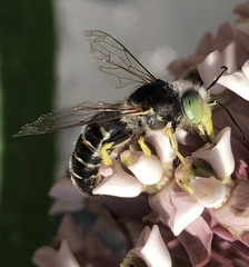 Bembix americana spinolae