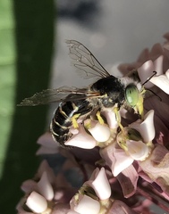 Bembix americana spinolae